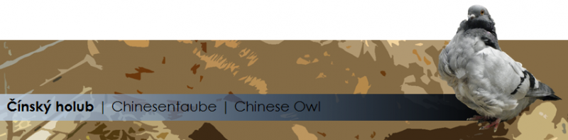 cinsky-holub-vzornik.png